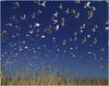 [WillyStoner Scans - Wildlife] Flying American White Ibis Flock, Winyah Bay