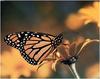 [WillyStoner Scans - Wildlife] Monarch Butterfly