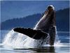 [WillyStoner Scans - Wildlife] Humpback Whale