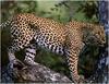 [WillyStoner Scans - Wildlife] Leopard