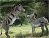 [WillyStoner Scans - Wildlife] Grevy's Zebras