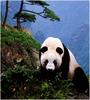 [WillyStoner Scans - Wildlife] Giant Panda