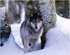 [WillyStoner Scans - Wildlife] Gray Wolf