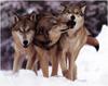 [WillyStoner Scans - Wildlife] Gray Wolf
