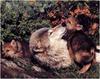 [WillyStoner Scans - Wildlife] Gray Wolf