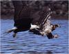 [WillyStoner Scans - Wildlife] Bald Eagle