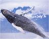 [WillyStoner Scans - Wildlife] Humpback Whale