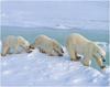 [WillyStoner Scans - Wildlife] Polar Bear