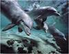 [WillyStoner Scans - Wildlife] Bottlenose Dolphin