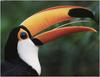 [WillyStoner Scans - Wildlife] Toco Toucan