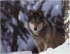 [WillyStoner Scans - Wildlife] Grey Wolf