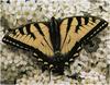 [WillyStoner Scans - Wildlife] Tiger Swallowtail Butterfly