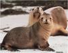 [WillyStoner Scans - Wildlife] Sea Lions