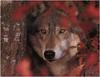 [WillyStoner Scans - Wildlife] Grey Wolf