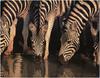 [WillyStoner Scans - Wildlife] Zebras