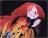 [WillyStoner Scans - Wildlife] Scarlet Macaw - Ara macao