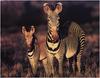 [WillyStoner Scans - Wildlife] Zebra