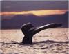 [WillyStoner Scans - Wildlife] Whale Fluke
