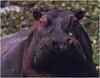 [WillyStoner Scans - Wildlife] Hippopotamus