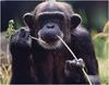 [WillyStoner Scans - Wildlife] Chimpanzee