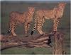 [WillyStoner Scans - Wildlife] Cheetahs