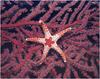 [WillyStoner Scans - Wildlife] Sea Star