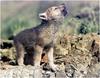 [WillyStoner Scans - Wildlife] Grey Wolf pup