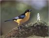 [WillyStoner Scans - Wildlife] Warbler?
