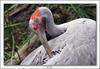 Brolga - Australia