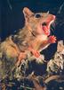 Northern Quoll (Dasyurus hallucatus)