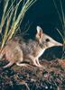 Eastern Barred Bandicoot (Perameles gunnii)