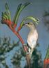 Brown Honeyeater on a Kangaroo Paw