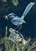 Splendid Wren