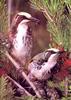 Tawny Crowned Honey Eater