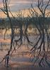Alligator River