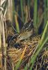 Little Grass-bird