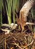 Swamp Harrier