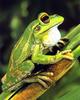 Green and Golden Bell Frog (Litoria aurea)