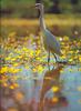Plumed Egret