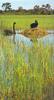 Black Swan (nesting)