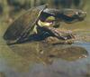 Emydura australis (Australian Big-headed Turtle)