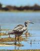 White-faced Heron