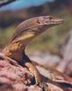 Water Monitor - Mertens's water monitor (Varanus mertensi)