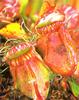 Albany Pitcher Plant (Cephalotus follicularis)