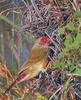 Star Finch, Neochmia ruficauda