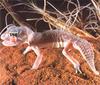 Knob-tailed Gecko