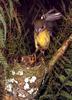 Pale-yellow Robin (Tregellasia capito)