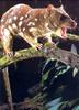 Spotted-tailed Quoll (Dasyurus maculatus)