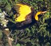 Regent Bowerbird (Sericulus chrysocephalus)