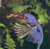 Azure Kingfisher in action